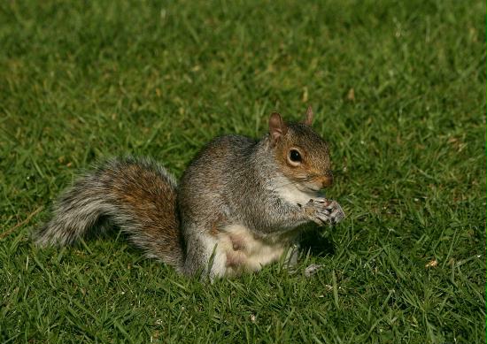 Grey Squirrel <i>Sciurus carolinensis</i>